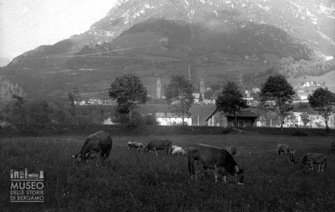 Bovini al pascolo [2]