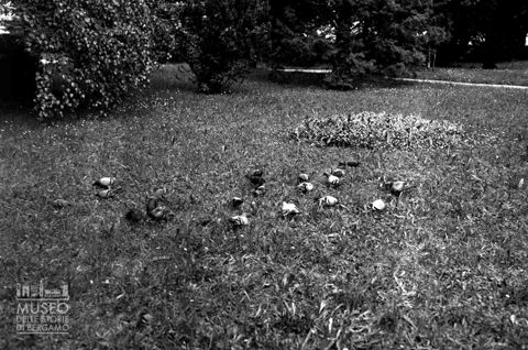 Piccioni in un prato