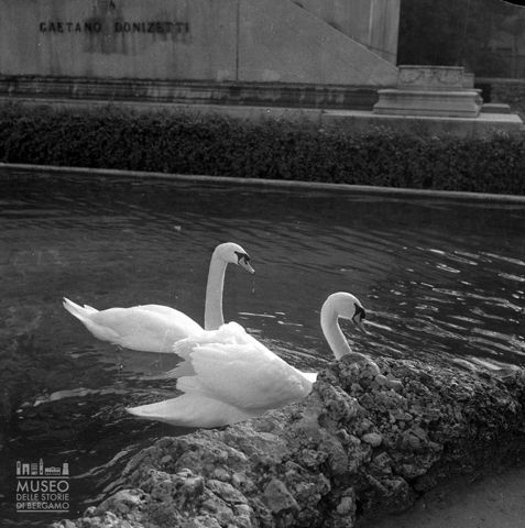 Vasca con cigni