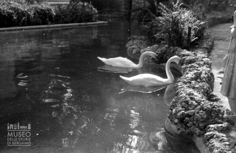 Cigni nella fontana a Donizetti