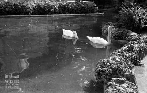 Cigni nella fontana a Donizetti