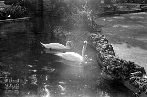 Cigni nella fontana a Donizetti