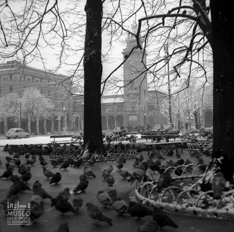 Sentierone: piccioni