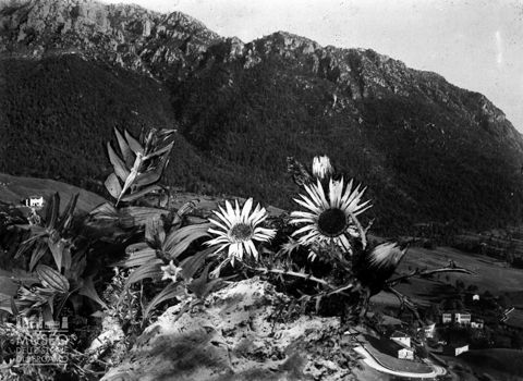 Riproduzione di un fotomontaggio