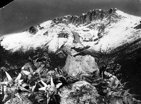 Monte innevato e stelle alpine
