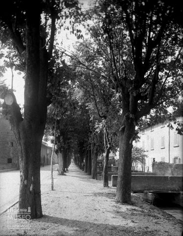viale alberato