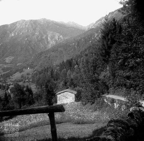 Panorama di un bosco