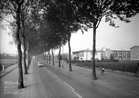 Viale alberato [1]