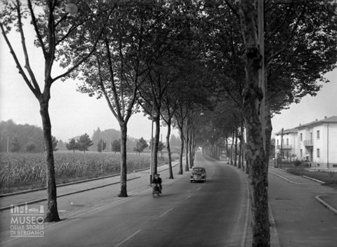 Viale alberato [2]