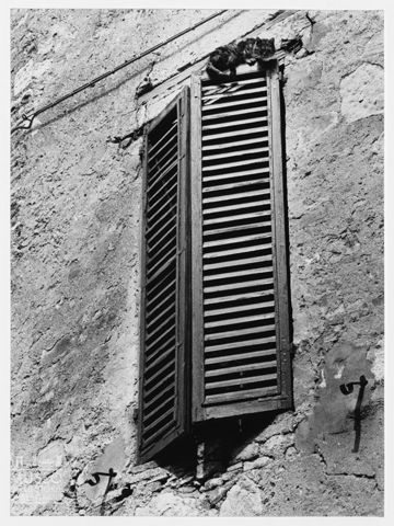 Gatto su una persiana