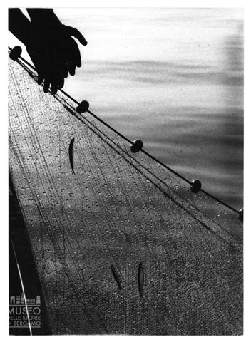 Pesciolini nella rete