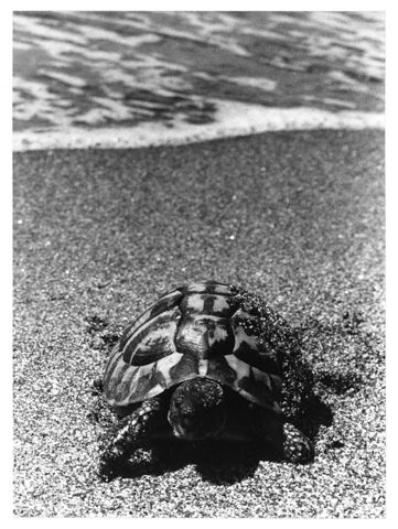 Tartaruga su spiaggia