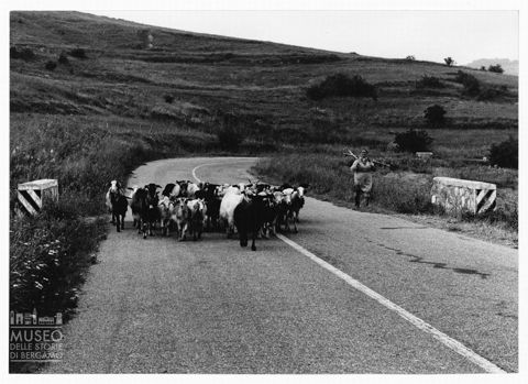 Transito di un gregge di capre