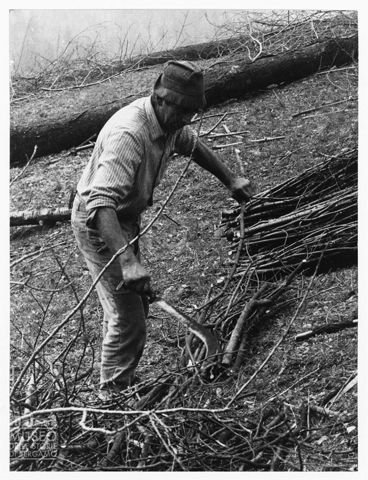 Legnaiolo con falcetto