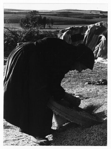La raccolta delle olive
