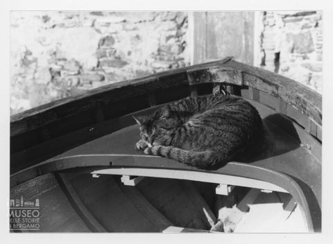 Gatto e barca