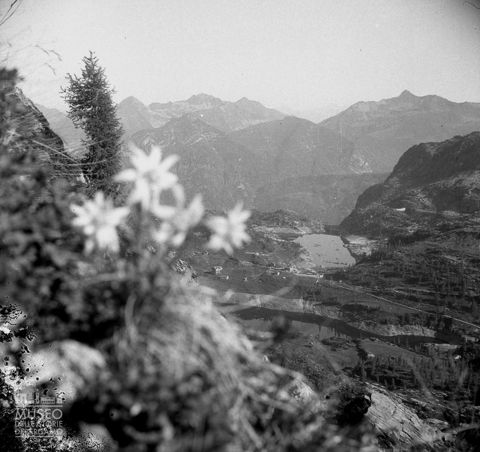panorama con stella alpina