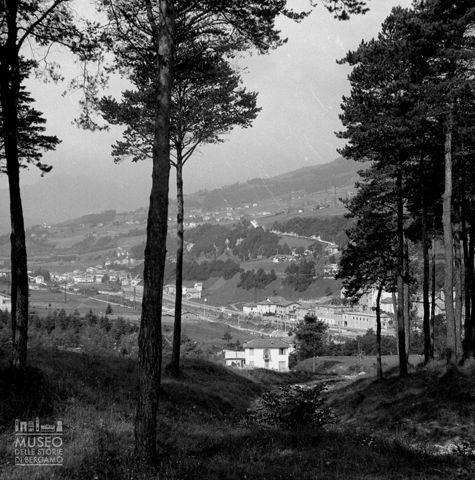 Panorama da una pineta