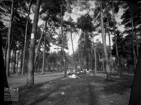 Persone in una pineta [2]