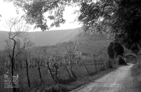 Coltivazioni in collina