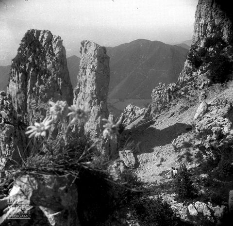 Rocce e fiori