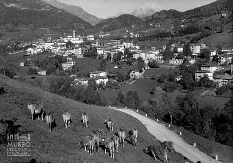 Panorama con bovini