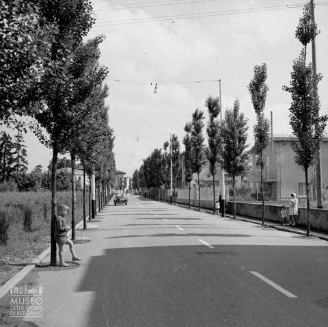 Viale alberato