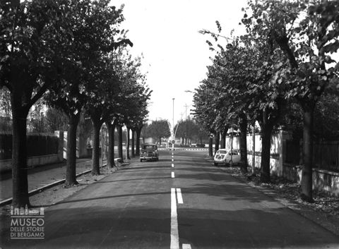 Viale alberato