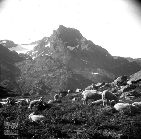 Gregge di pecore al pascolo