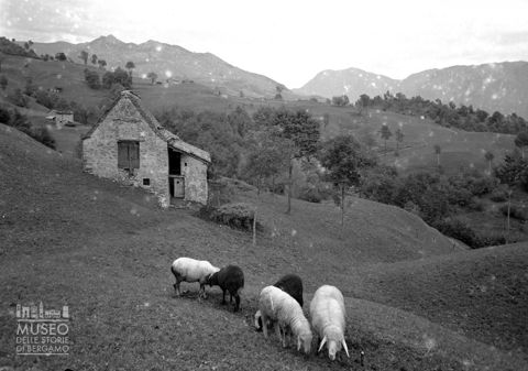 Baita e pecore al pascolo